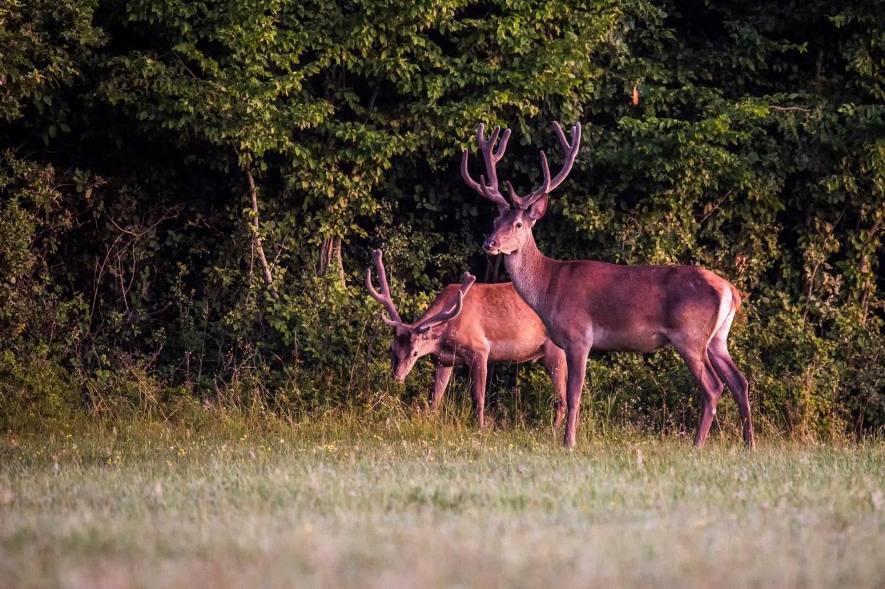 Naturpark Vendeghaz Alsoszolnok Dış mekan fotoğraf